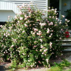 Location: My friend's Garden - Framingham, MA 
Date: 2012-06-01
Humongous! Gorgeous !