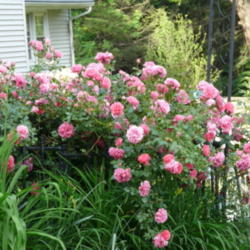 Location: Deb's Garden - Framingham, MA 
Date: 2012-06-01