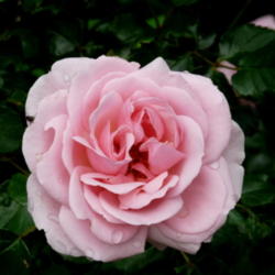 Location: Kassia's Garden - Framingham, MA 
Date: 2012-06-03
Very pink, faint fragrance.