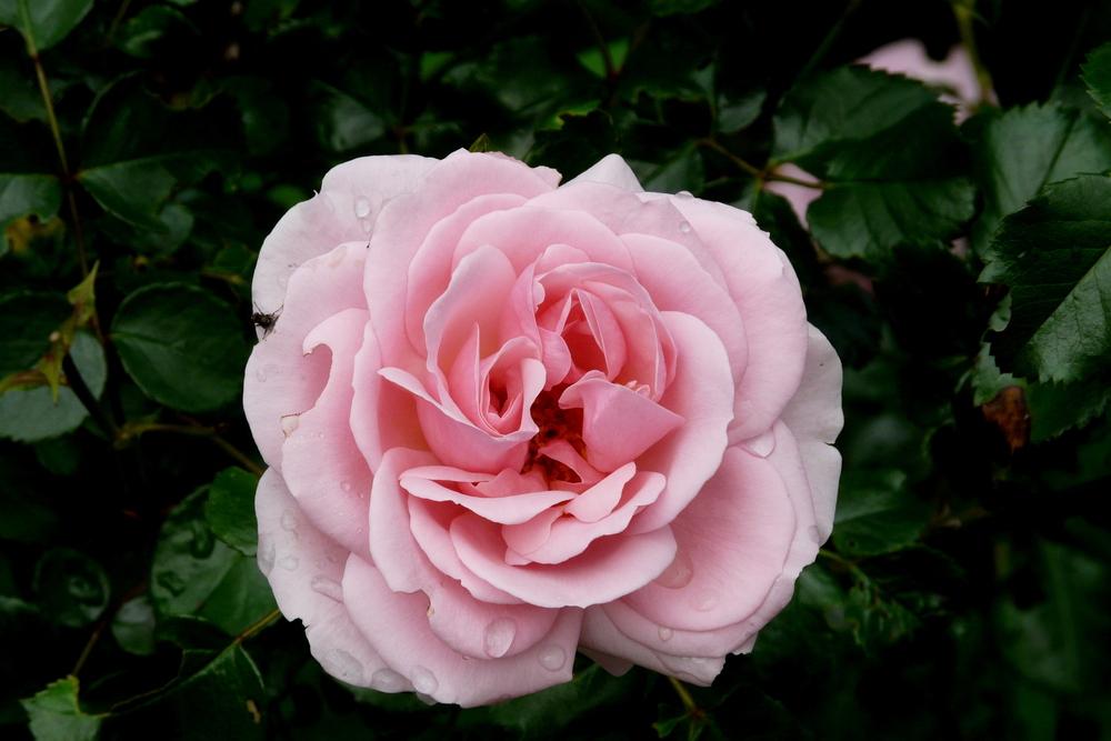 Photo of Rose (Rosa 'Home & Garden') uploaded by kassiap