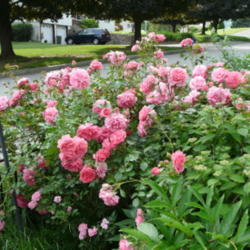 Location: Deb's Garden - Framingham, MA 
Date: 2012-06-01
Gorgeous!