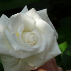Location: Deb's Garden - Framingham, MA 
Date: 2012-06-01
Really a big bloom!