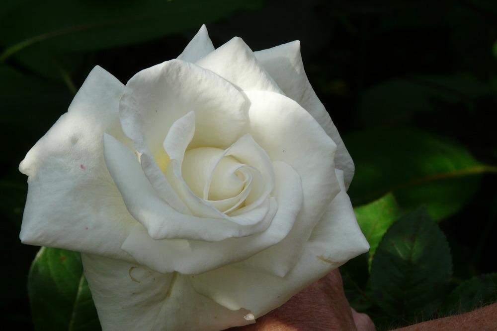 Photo of Rose (Rosa 'White Queen Elizabeth') uploaded by kassiap