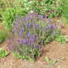 Salvia merleau blue