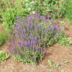 Location: My Cincinnati Ohio garden
Date: May 31, 2012
Salvia merleau blue