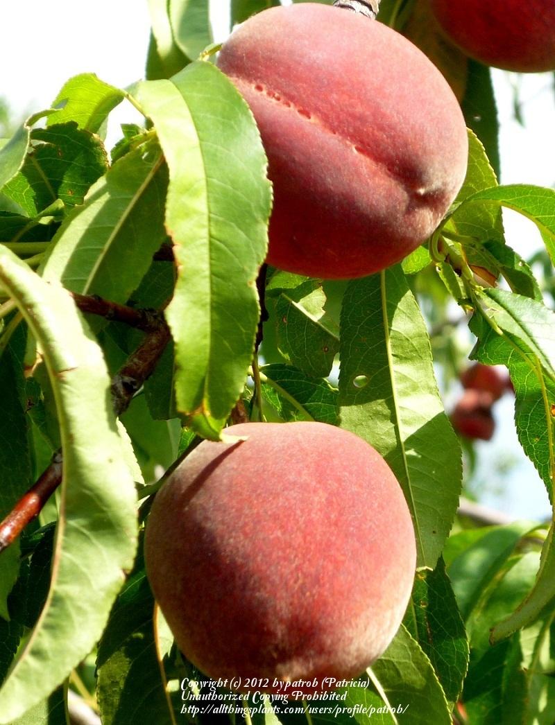 Photo of Peach (Prunus persica 'Redskin') uploaded by patrob