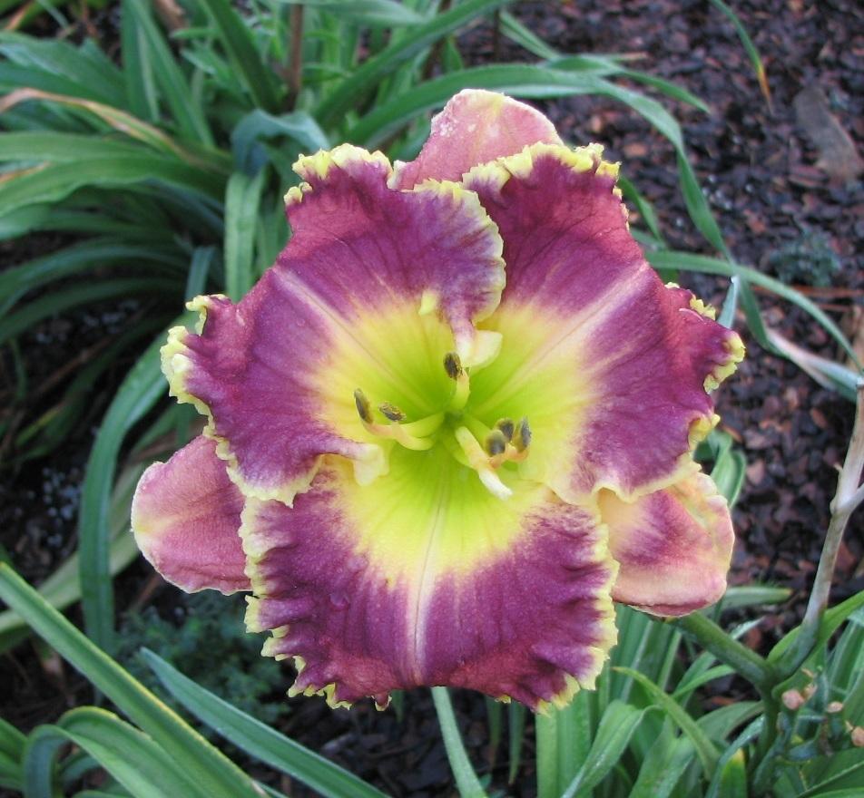 Photo of Daylily (Hemerocallis 'Peacock Candy') uploaded by tink3472