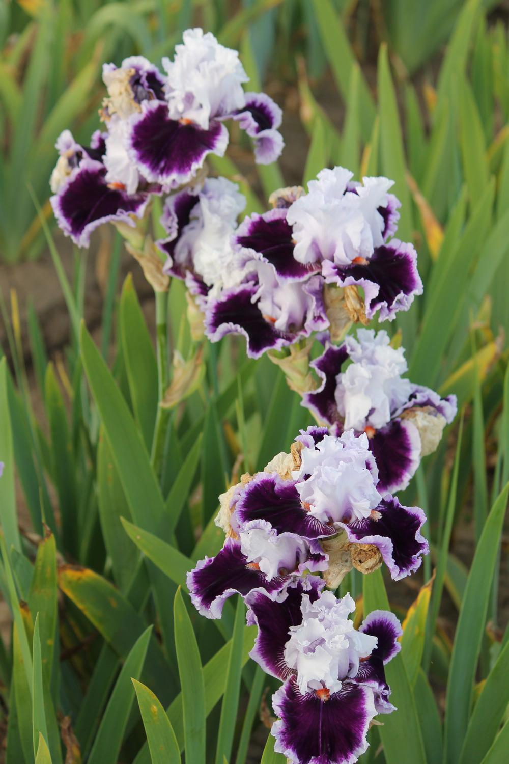 Photo of Tall Bearded Iris (Iris 'Daring Deception') uploaded by ARUBA1334