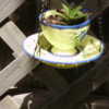 Tiny Plant in tea cup Planter