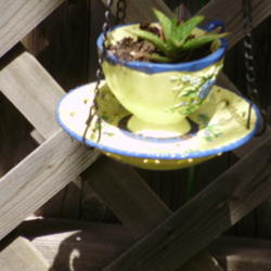 Location: Suburban Denver, CO Patio
Date: 2012-06-04
Tiny Plant in tea cup Planter