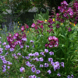 
Date: 2012-06-04
Verbena lilacina in the foreground with a penstemon behind it