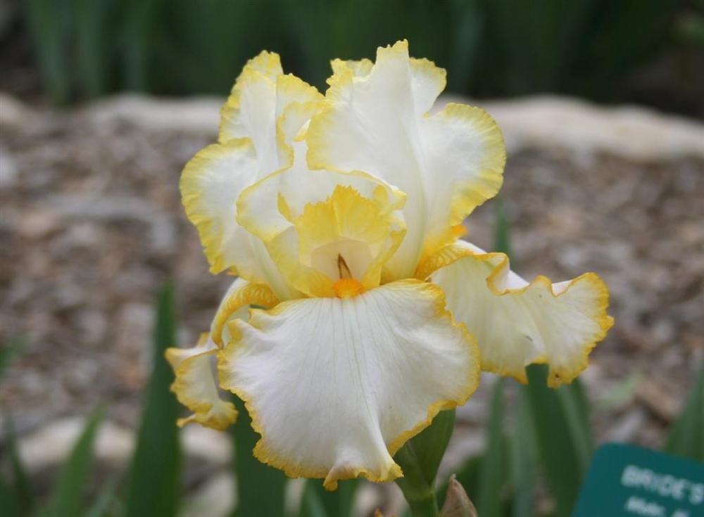 Photo of Tall Bearded Iris (Iris 'Bride's Halo') uploaded by KentPfeiffer