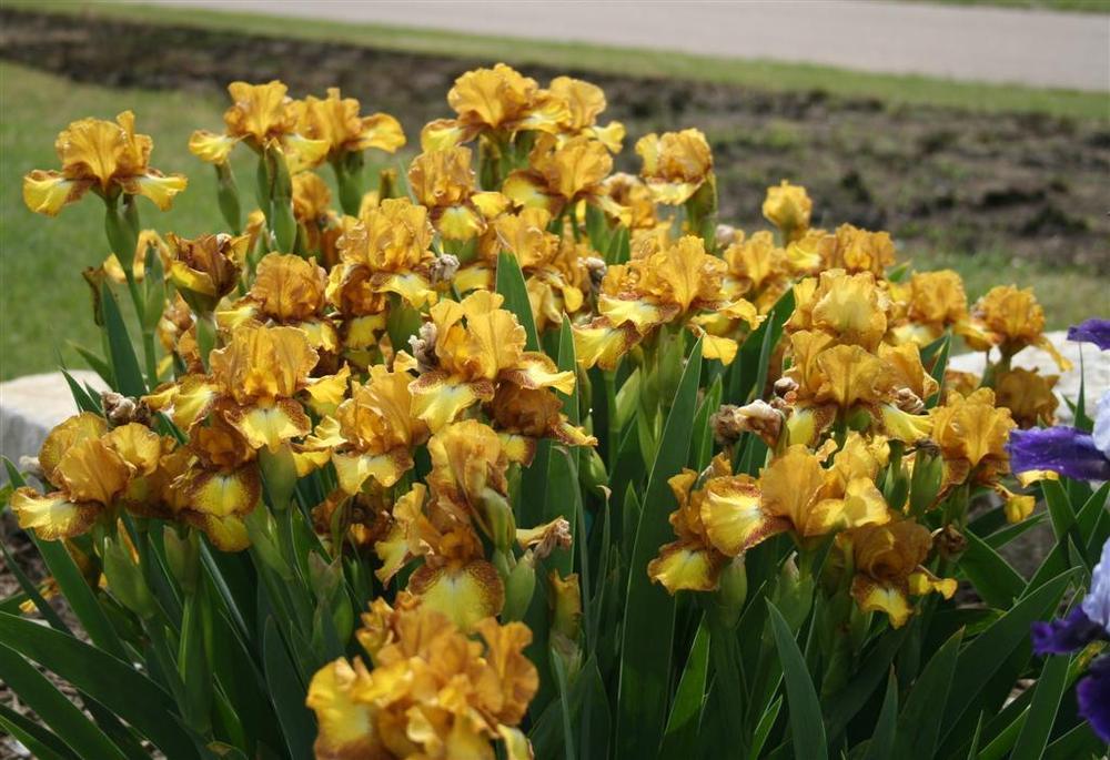 Photo of Intermediate Bearded Iris (Iris 'Butter Pecan') uploaded by KentPfeiffer