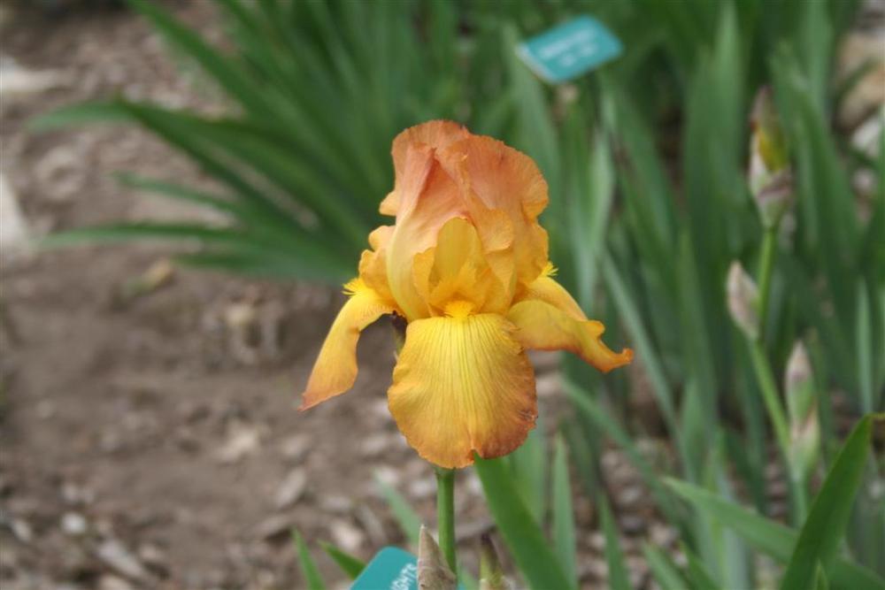 Photo of Tall Bearded Iris (Iris 'Changing Lights') uploaded by KentPfeiffer