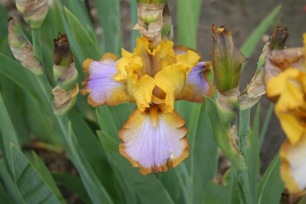 Photo of Border Bearded Iris (Iris 'Brown Lasso') uploaded by KentPfeiffer