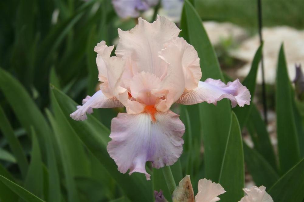 Photo of Tall Bearded Iris (Iris 'Celebration Song') uploaded by KentPfeiffer