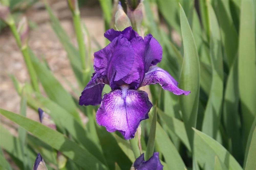 Photo of Tall Bearded Iris (Iris 'Champagne Velvet') uploaded by KentPfeiffer