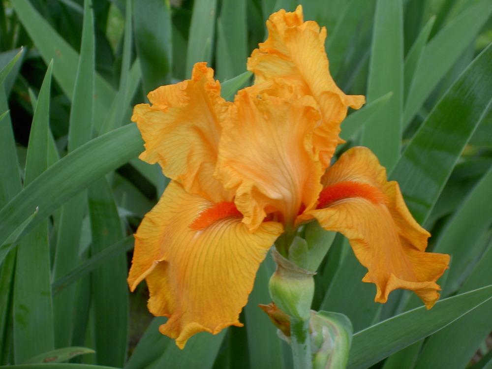 Photo of Tall Bearded Iris (Iris 'Firebreather') uploaded by Muddymitts