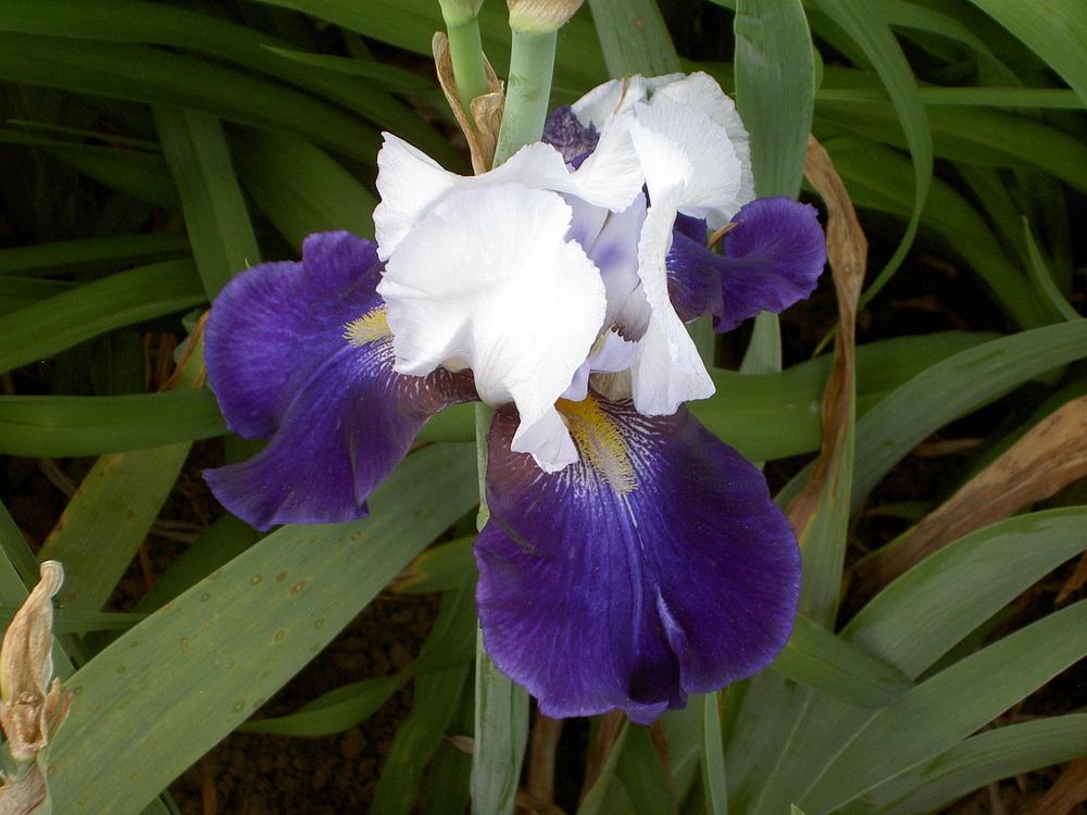 Photo of Tall Bearded Iris (Iris 'Night Edition') uploaded by Muddymitts