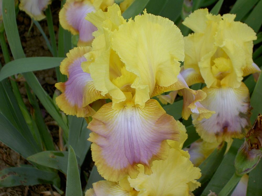 Photo of Tall Bearded Iris (Iris 'Tequila Sunrise') uploaded by Muddymitts