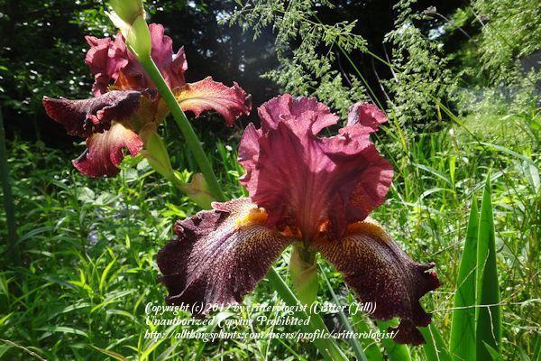 Photo of Tall Bearded Iris (Iris 'Can Can Red') uploaded by critterologist