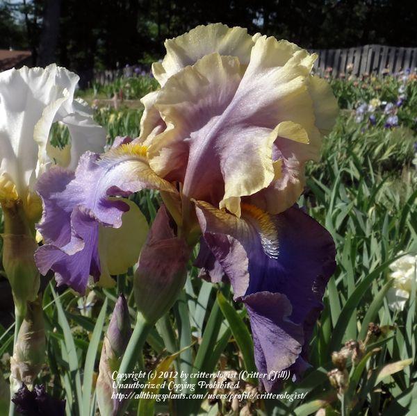 Photo of Tall Bearded Iris (Iris 'Kevin's Theme') uploaded by critterologist