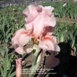 Location: Winterberry Iris Gardens
Date: 2012-05-11
nice clear PINK, not peach or coral toned