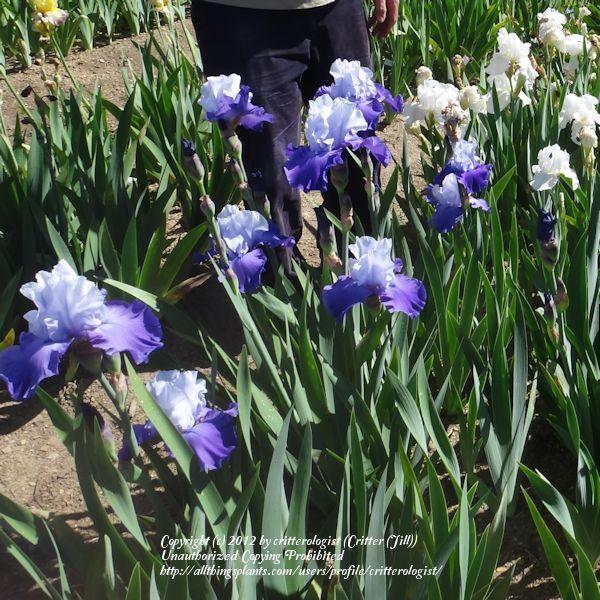 Photo of Tall Bearded Iris (Iris 'Blue Ridge Beauty') uploaded by critterologist