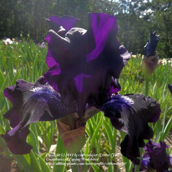 Photo of Tall Bearded Iris (Iris 'Grape Harvest') uploaded by critterologist
