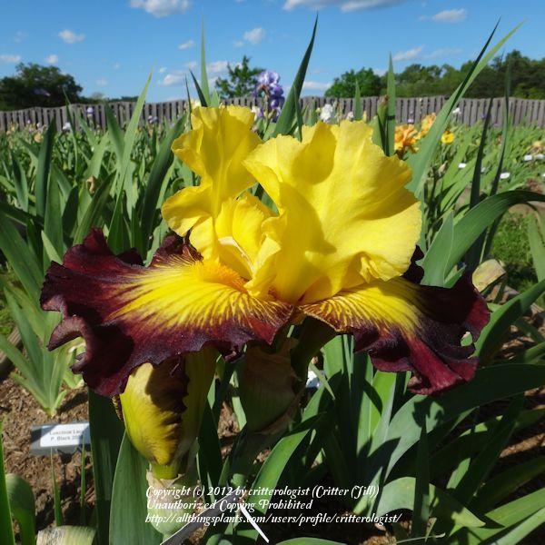Photo of Tall Bearded Iris (Iris 'Snapshot') uploaded by critterologist
