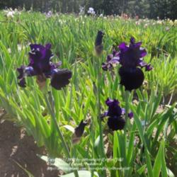 Location: Winterberry Iris Gardens
Date: 2012-05-11
big dramatic blooms