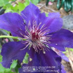 Location: my garden in Frederick, MD
Date: 2012-05-22
OK, so it's the very first bloom and has been nibbled by slugs...