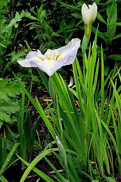 Photo of Japanese Iris (Iris ensata 'Pleasant Earlybird') uploaded by ge1836