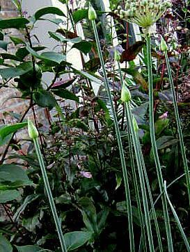Photo of Drumsticks (Allium sphaerocephalon) uploaded by ge1836