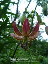 Thumb of 2012-06-05/magnolialover/936541