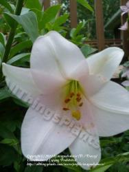 Thumb of 2012-06-05/magnolialover/af0b0e