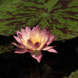 Location: In my water pools
Date: 2012-05-10
Bloom and leaf