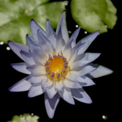Location: In my water pool
Date: 2011-06-03
second or third day bloom