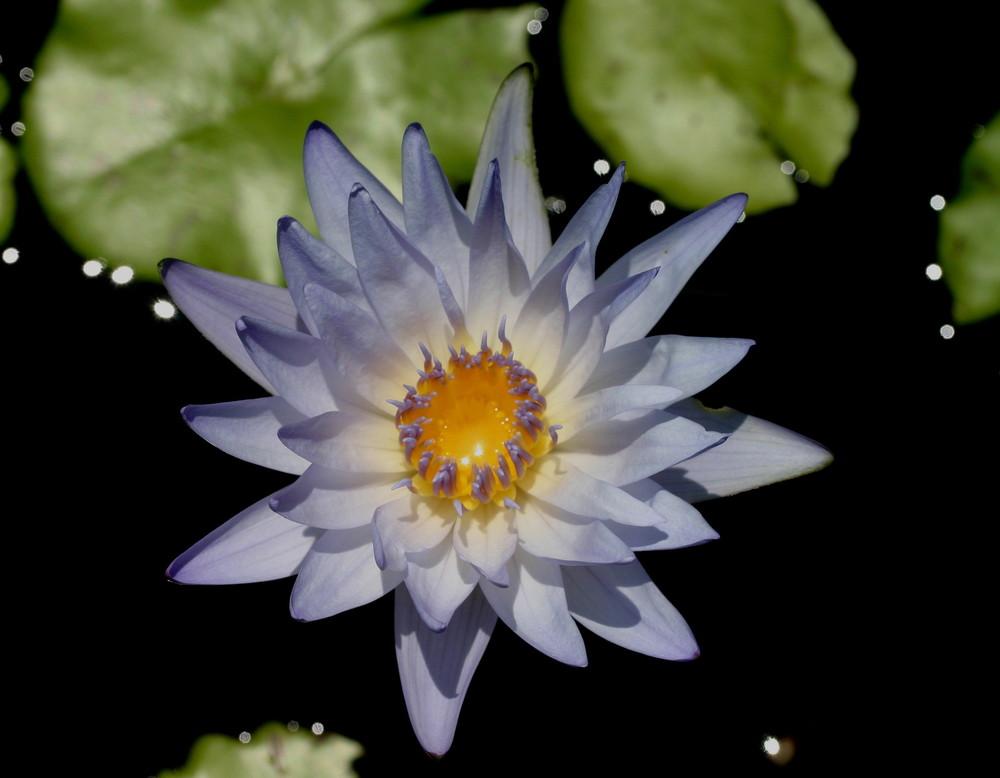 Photo of Tropical Day-Blooming Water Lily (Nymphaea 'Bob Trickett') uploaded by wren