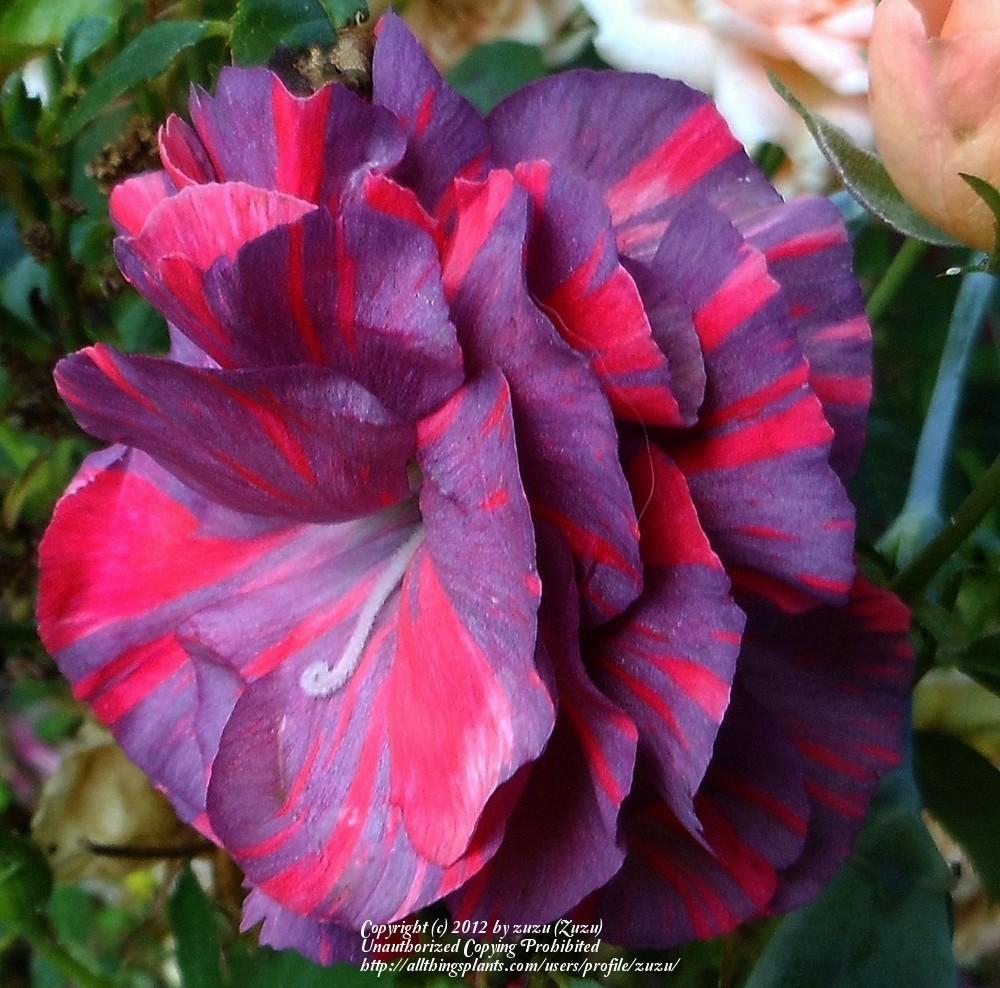 Photo of Carnation (Dianthus caryophyllus 'Chomley Farran') uploaded by zuzu