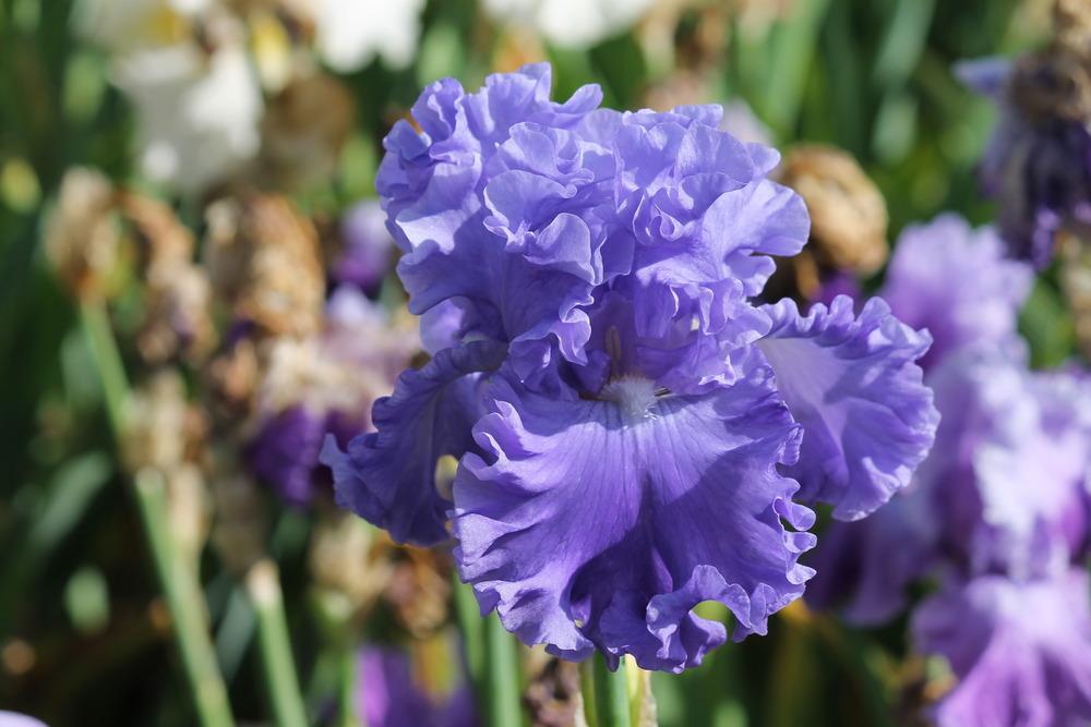 Photo of Tall Bearded Iris (Iris 'Lynette Blue') uploaded by ARUBA1334