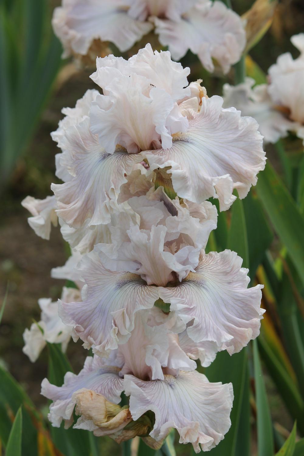 Photo of Tall Bearded Iris (Iris 'Friendly Advice') uploaded by ARUBA1334