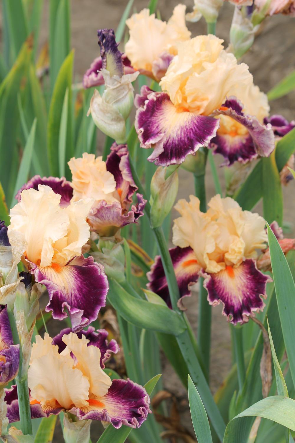 Photo of Tall Bearded Iris (Iris 'Uninhibited') uploaded by ARUBA1334