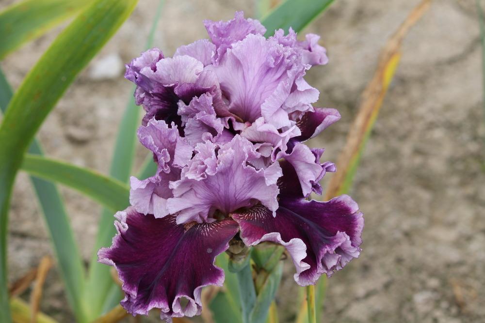 Photo of Tall Bearded Iris (Iris 'Another Woman') uploaded by ARUBA1334