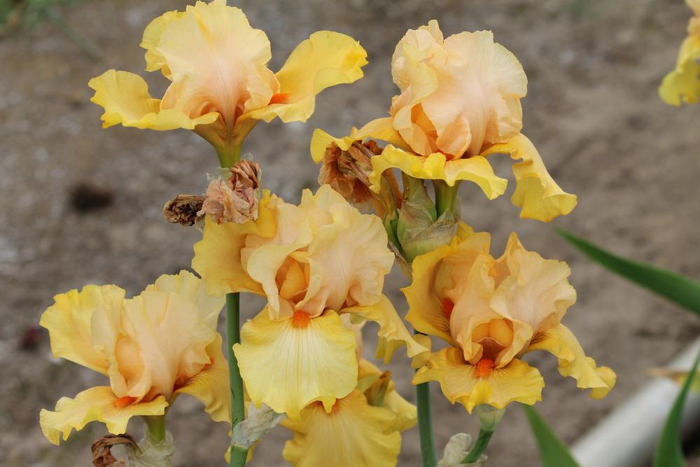 Photo of Tall Bearded Iris (Iris 'Early To Rise') uploaded by ARUBA1334