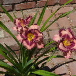 Location: My garden in Bakersfield, CA
Date: 2012-05-28 