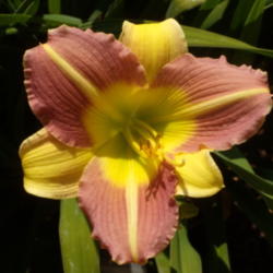 Location: My garden in Bakersfield, CA
Date: 2012-05-29 