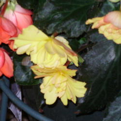 Location: Suburban Denver, Colorado
Date: 2012-06-06
Beautiful X2 Hybrid Tuberous Begonia (Begonia x tuberhybrida Gold