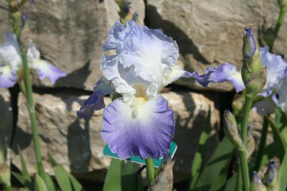 Photo of Tall Bearded Iris (Iris 'Clarence') uploaded by KentPfeiffer