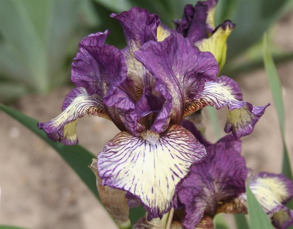 Photo of Intermediate Bearded Iris (Iris 'Gnu Rayz') uploaded by KentPfeiffer